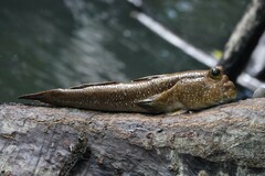 Periophthalmodon schlosseri