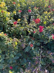 Lantana camara