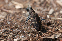 Cicindela sylvatica