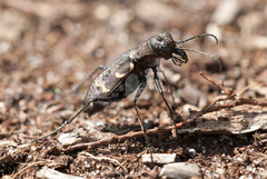 Cicindela sylvatica