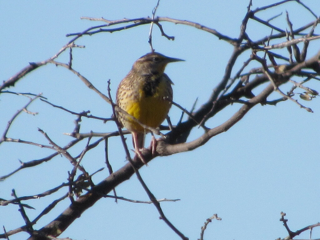 Eastern Meadowlark from Tarrant County, TX, USA on December 24, 2022 at