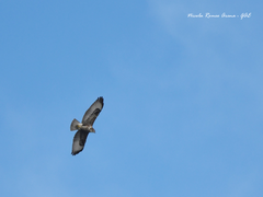 Buteo buteo