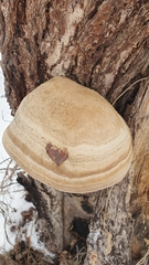 Fomes fomentarius