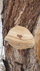 Fomes fomentarius
