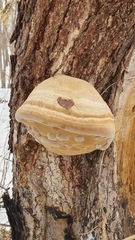 Fomes fomentarius