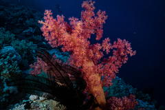 Dendronephthya hemprichi