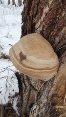 Fomes fomentarius