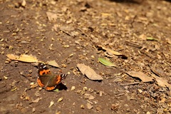 Vanessa vulcania