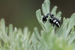 Melecta curvispina