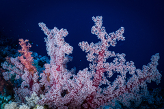 Dendronephthya hemprichi