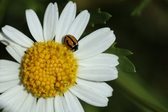 Coccinella miranda