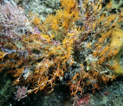 Halopteris campanula