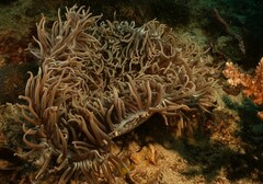Heteractis crispa