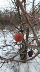 Malus × robusta