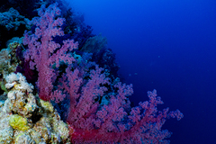 Dendronephthya hemprichi