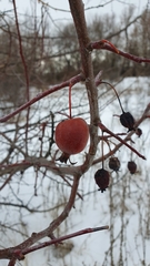 Malus × robusta