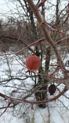 Malus × robusta