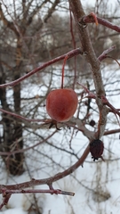 Malus × robusta