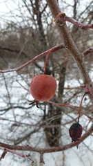 Malus × robusta