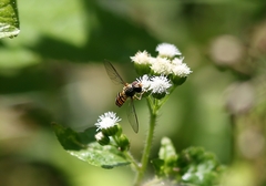 Episyrphus viridaureus