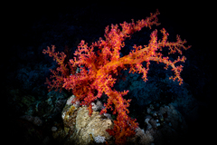 Dendronephthya hemprichi