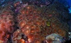 Rhodactis