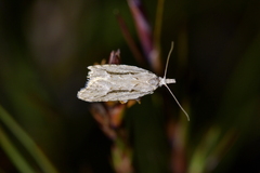 Heterocrossa cryodana