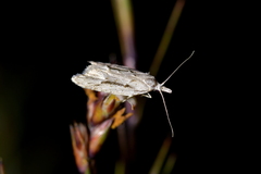 Heterocrossa cryodana