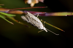 Heterocrossa cryodana
