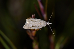 Heterocrossa cryodana