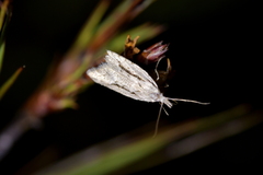 Heterocrossa cryodana