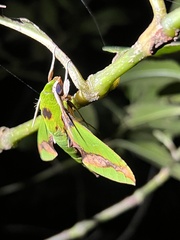 Xylophanes chiron