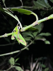 Xylophanes chiron