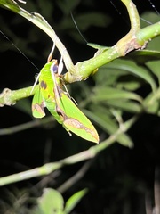 Xylophanes chiron