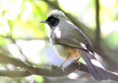 Pterorhinus perspicillatus