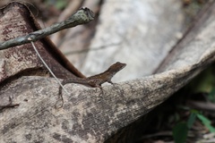 Anolis homolechis