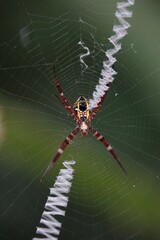Argiope mangal