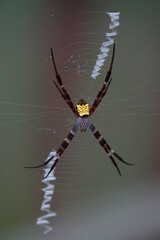 Argiope mangal