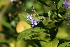 Rotheca myricoides