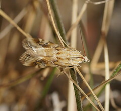 Hellula hydralis