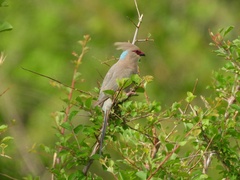 Urocolius macrourus
