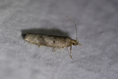 Phaeosaces apocrypta