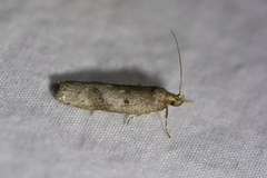 Phaeosaces apocrypta