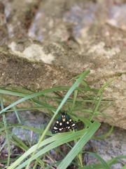 Callimorpha dominula