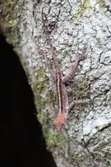 Anolis homolechis
