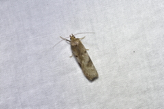 Phaeosaces apocrypta