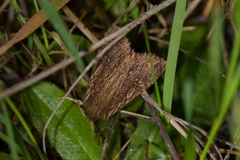 Ichneutica infensa