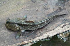 Periophthalmodon schlosseri