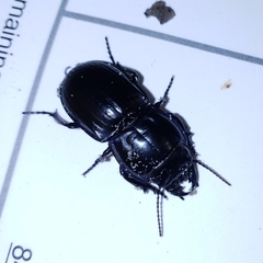 Pasimachus sublaevis