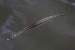 Zenarchopterus buffonis